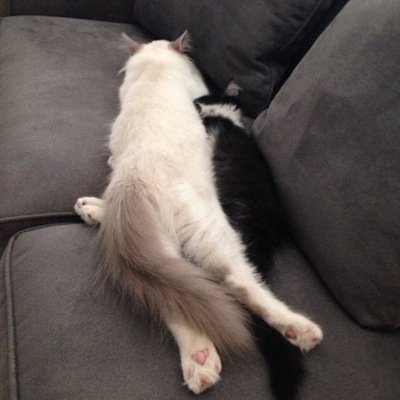 mollstar83's profile picture. animal lover/potty mouth