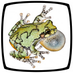 SSAR (@ssarherps) Twitter profile photo SSAR (@ssarherps) Twitter profile photo