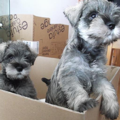 Encantada por los placeres de la vida, amante de los perritos y en continuo crecimiento :D