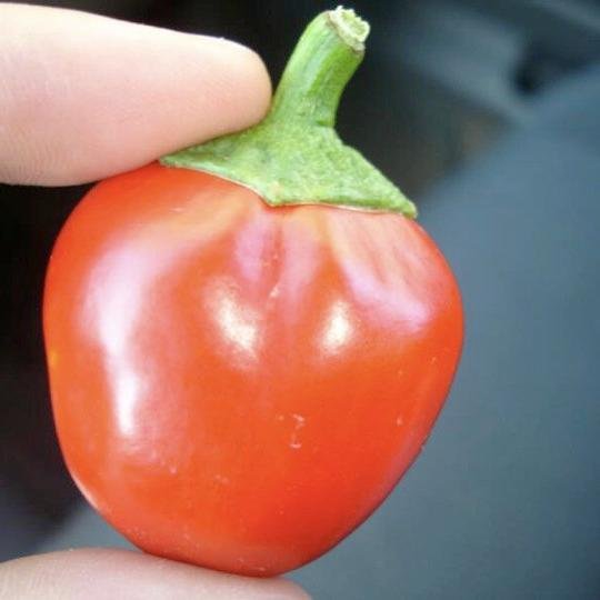 Utah G.A.R.D.E.N.S. Inc. is a Utah based non profit community gardening organization. We have a great youth run program where volunteer teens grow for the needy