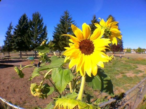 Central Washington University's Campus Community Garden! A place for students, staff, faculty & all other Ellensburg residents to come together. Grow with us!