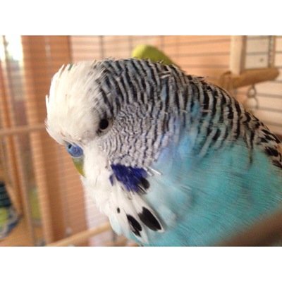 ✨✨/Hey...I'm the bird of @FranziRob\✨✨ I love listening to @planetjedward's music : )
