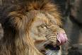 kiprop_misik's profile picture.