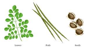 moringaven's profile picture. Estoy plenamente convencido que los problemas del país se pueden resolver desde el campo. VOLVAMOS AL CAMPO PRODUCTIVO. EN LA MORINGA ESTA LA SOLUCION