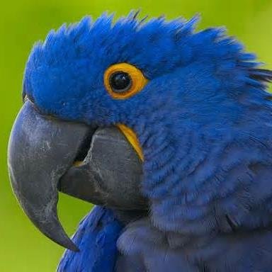 ParrotFund Profile Picture