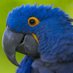 The Parrot Fund (@parrotfund) Twitter profile photo