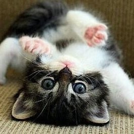 アニオンの娘のミニオンと申す。。知ってる人は知ってる私が大食いだと言うことを(((o(*ﾟ▽ﾟ*)o)))よろしくです♪