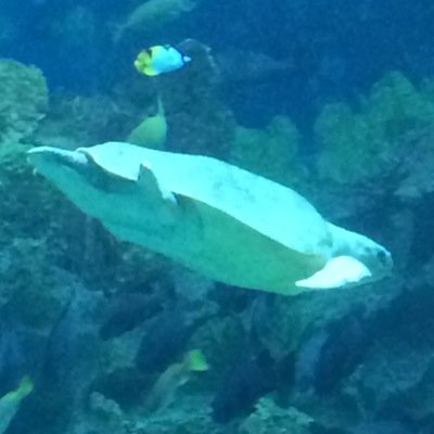 wanafendi's profile picture. 