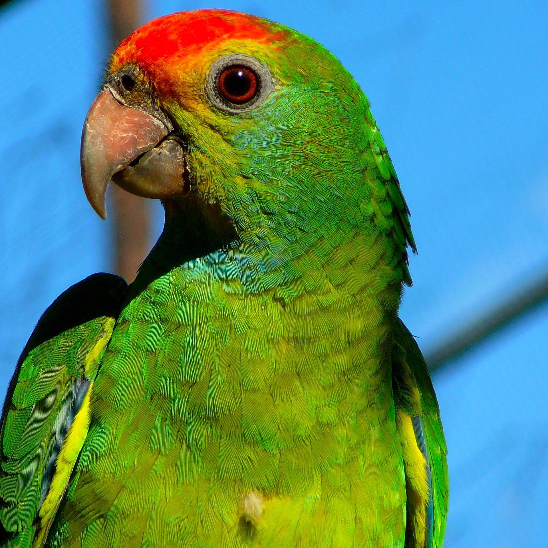 Prophet of the Vorpal Parrot – may his glorious squawkings be heard in every corner of the Earth.