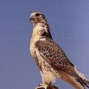 عبدالكريم الخزماني (@05kkmm) Twitter