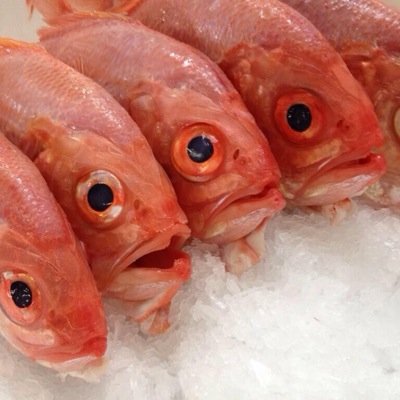 SETFIA's profile picture. Sustainable fishing practices protect our future.