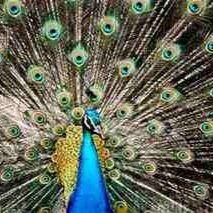 Fashion911Now's profile picture. 