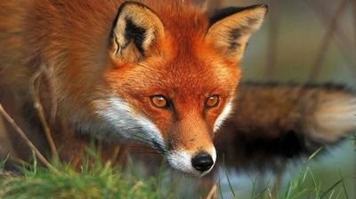 davormilang's profile picture. 