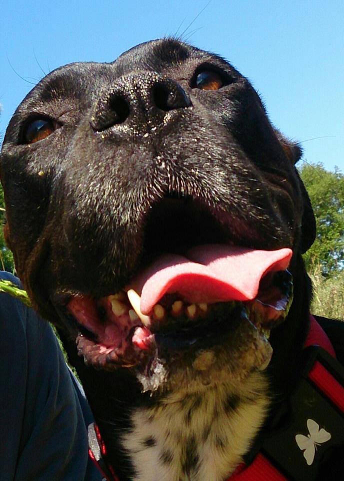 paseos perrunos, residencia canina, todo para tu mascota
