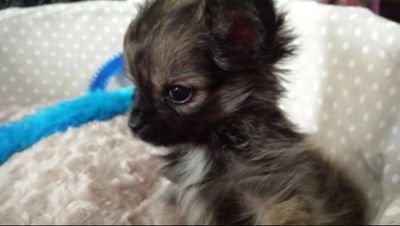 I am Married and have 2 beautiful children, Sophie and Ollie and my gorgeous fur baby Ralph. Loving Life !!!