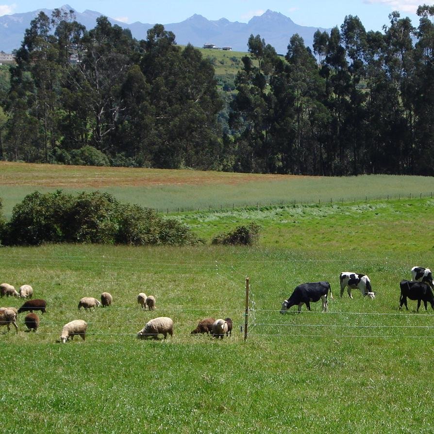 Ing. Agrop. M. Sc. PERMACULTURE, REGENERATIVE AGRICULTURE, HIDROLOGICAL DESIGN KEYLINE, REMOTE SENSING, PROJECT MANAGER, HOLISTIC MANAGEMENT.