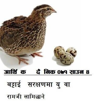 We can provide you quails  birds,Bantam,Polish Chicken Etc.
Their eggs & Meat too. To know more info about us please contact us on this number 9851069179 Ramji