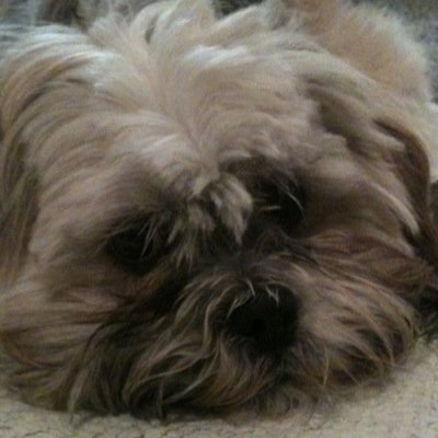 sacker_leo's profile picture. 