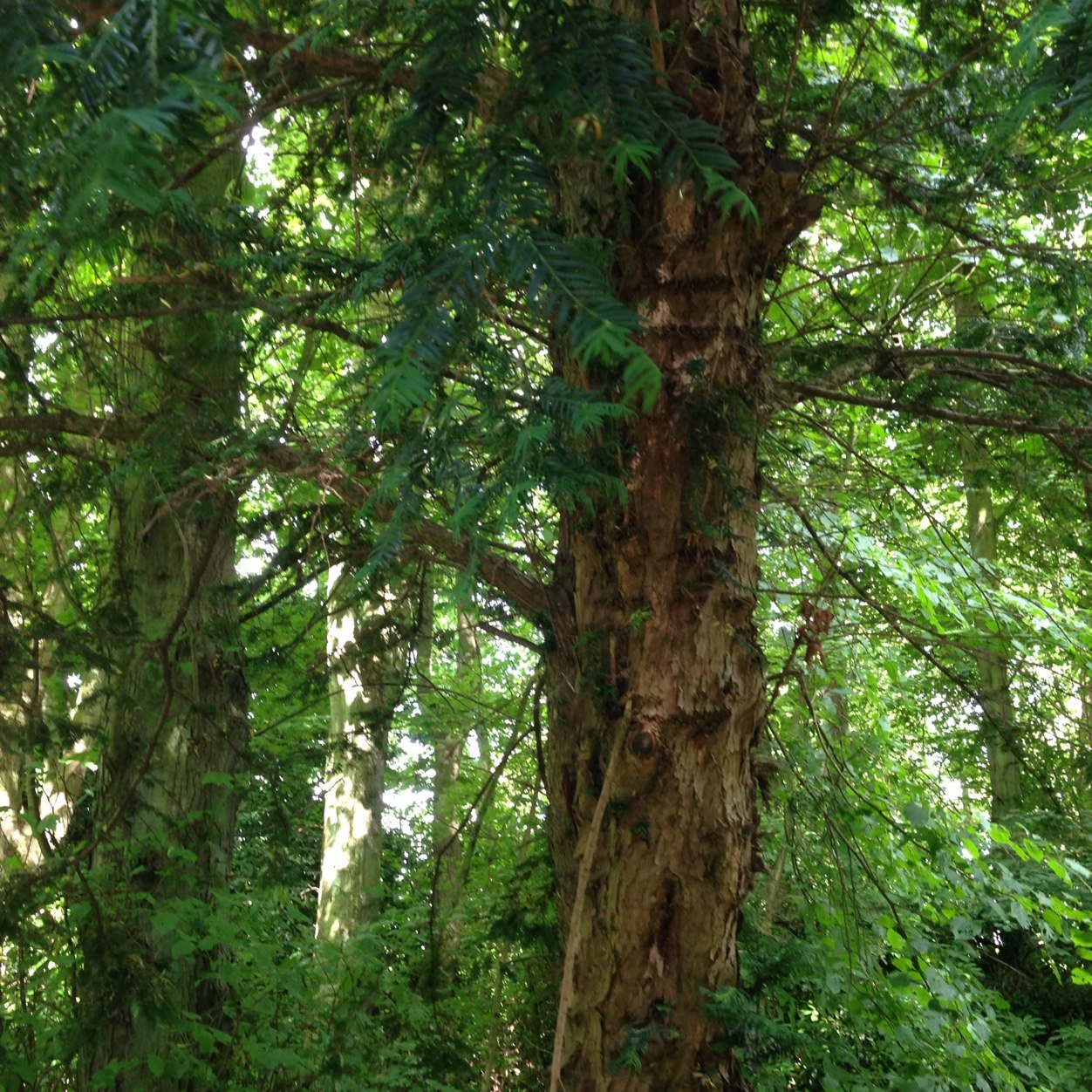 Exploring the remarkable variety of trees of London and beyond: musings, thoughts and attempted tree identification. Instagram: amateur_botanics