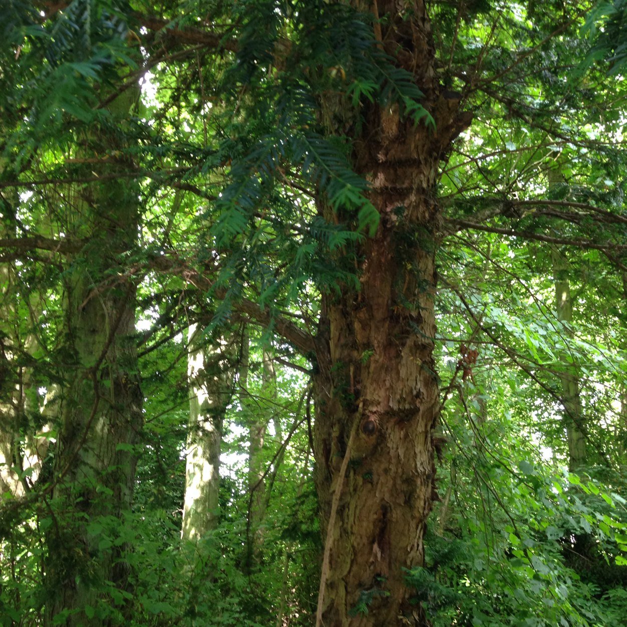 Exploring the remarkable variety of trees of London and beyond: musings, thoughts and attempted tree identification.          Instagram: amateur_botanics