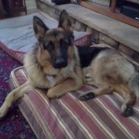 Ann Meyer (@annpan52_ann) 's Twitter Profile