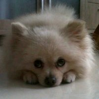 Lizcorner (@lizcorner1) 's Twitter Profile