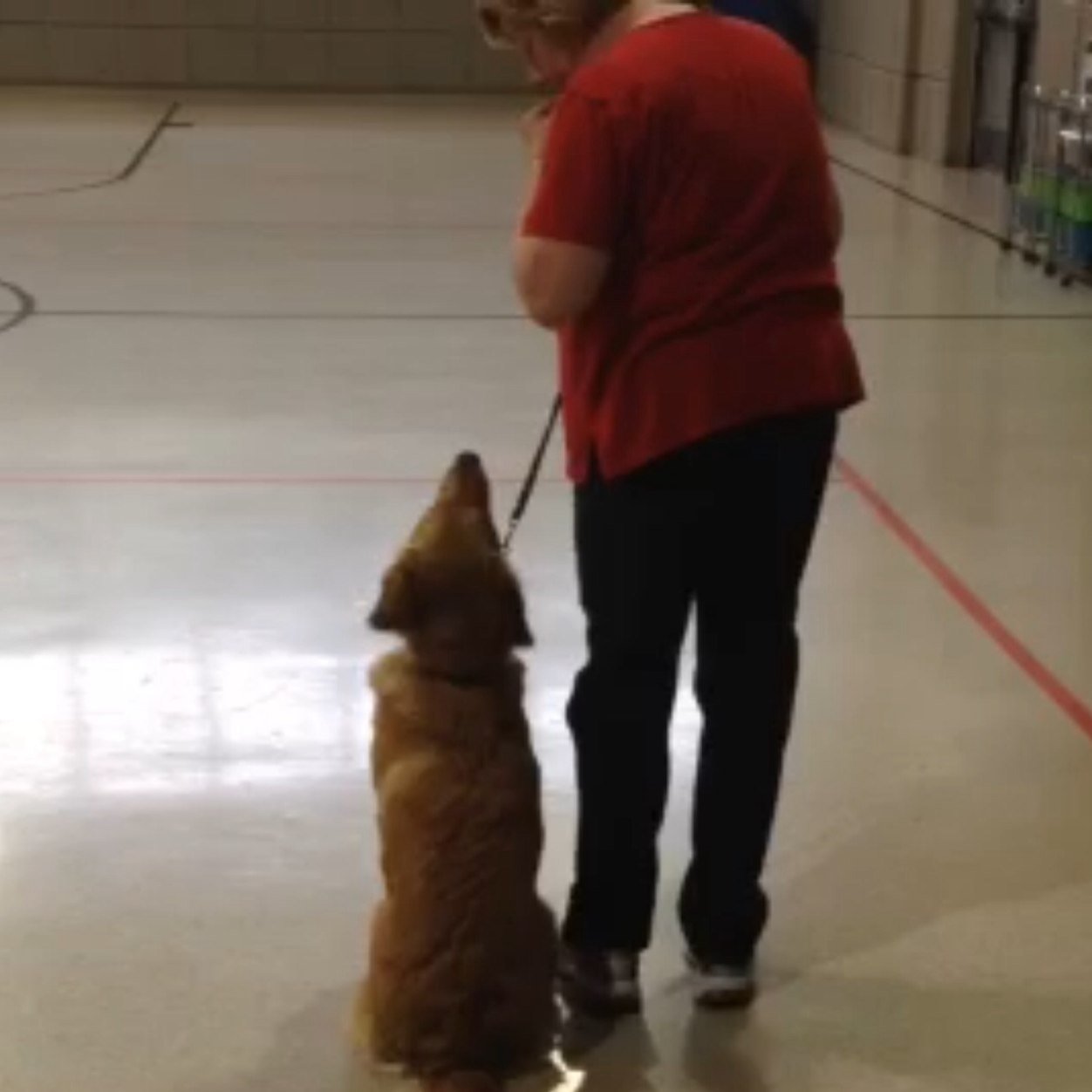 Wife Mom I luv Golden Retrievers the Eagles Bon Jovi & shopping at thrift stores, I've been teaching dog obedience classes for over 20 years.