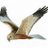 harrier_mz's profile image