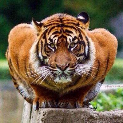 رِبي...لا أعلم ما تحمله لي الأيام ..!!... لكن ثقتي أنك معي( تكفيني )