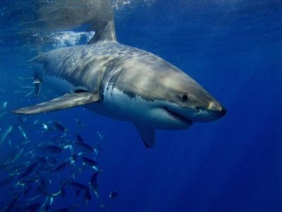 Todo lo que quieras saber sobre tiburones lo tendrás aquí. All about sharks