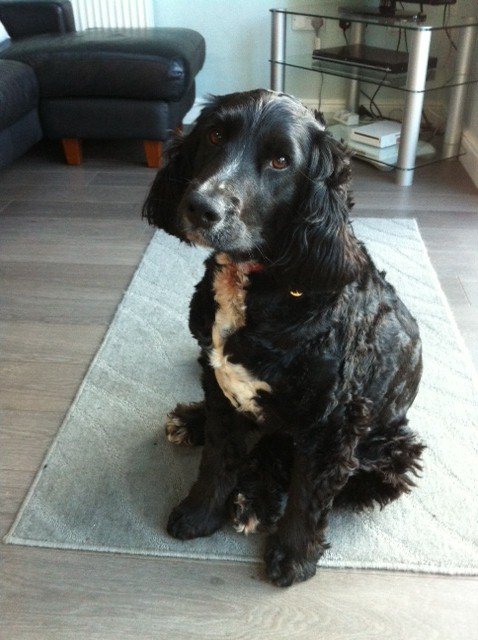Dog Mon