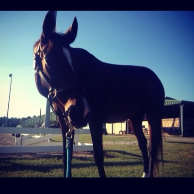 College // horses ||19|| Drop your heels and lift your eyes