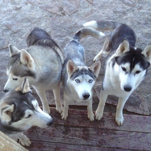 furryfriendsemb's profile picture. Making personalized embroidery and craft products for all parts of the household. Fun and cheap products! Visit our store on Etsy!