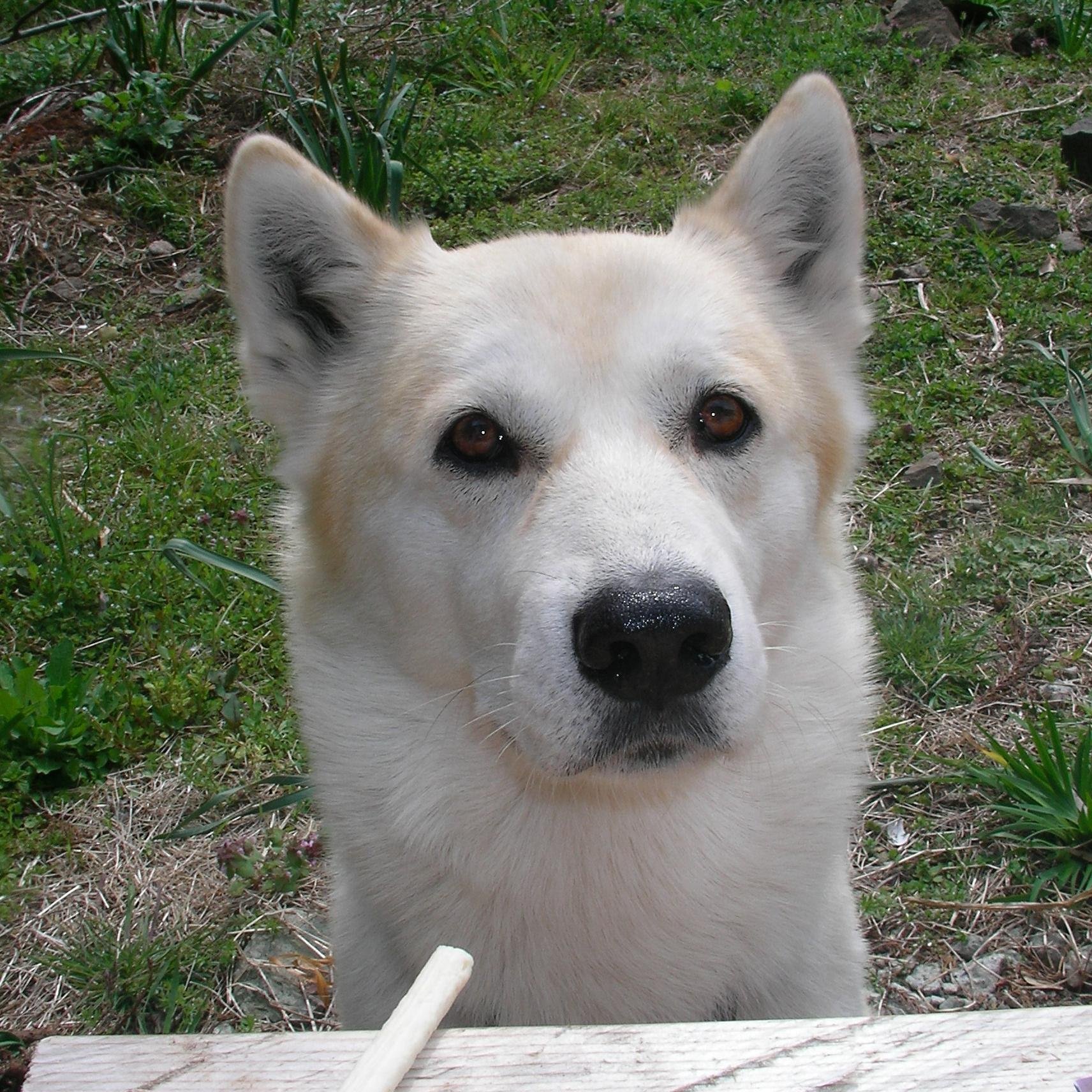 リンゴ スターSix O'clock ロングV❗️メキシコ美盤 Six O'Clock