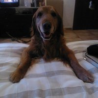 Voluntarios Perrunos (@voluntariosperr) 's Twitter Profile