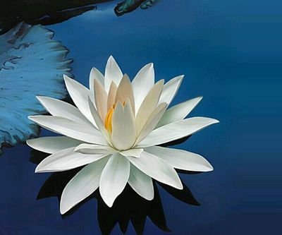 mohammedG12's profile picture. 