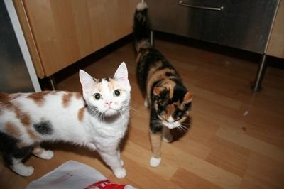 tribbleslayer_2's profile picture. mijn 2de account, zie @tribbleslayer_1 voor mijn bio