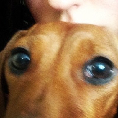 Simplemente Amamos a la perrita más hermosa de Youtube... ¿Te unes?