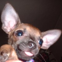 RattDog (@therattdog) 's Twitter Profile Photo