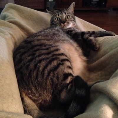 when in doubt, just fat out
