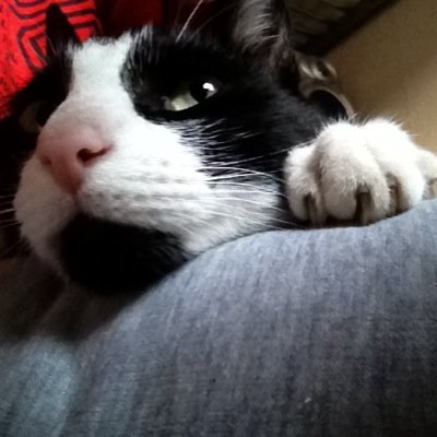 JoshuaThomas39's profile picture. Grims Toy show ROCKS!!!!!!