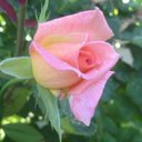 Catherine Friedman - @cfriedman74 - Twitter