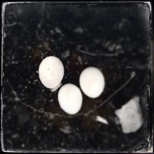 mmtwest's profile picture. 