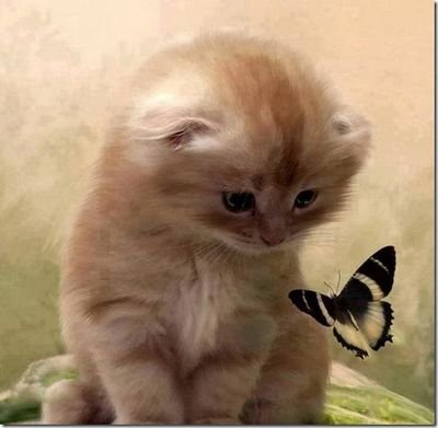 PsiGatinha's profile picture. Onde eu conseguir alcançar