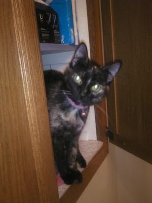 shrt_hmgrl010ya's profile picture. im easy going once i get to know u other wise im a people person 















loves tatts