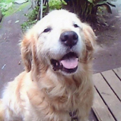 アイコン♪は、今は亡き 愛犬「Adrock!（ｱﾄﾞﾛｯｸ）」