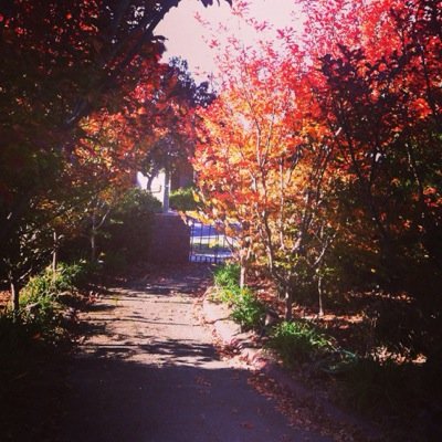 surreyhort's profile picture. Dedicated garden maintenance and garden care to Melbourne`s Inner East, Eastern, Sth East Suburbs. Attention and care by qualified garden professionals.