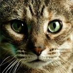 collect777's profile picture. 