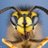 Wasp