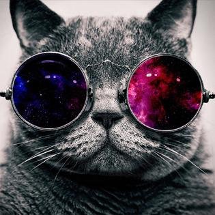 Just lots of funny pictures posted by cats. Wearing glasses.